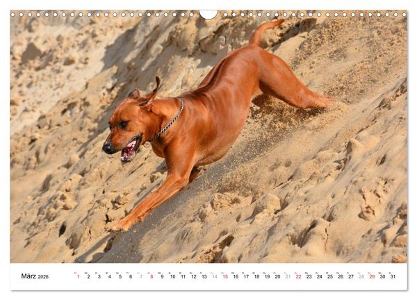 Produktbild: Rhodesian Ridgebacks (Wandkalender 2026 DIN A3 quer), CALVENDO Monatskalender