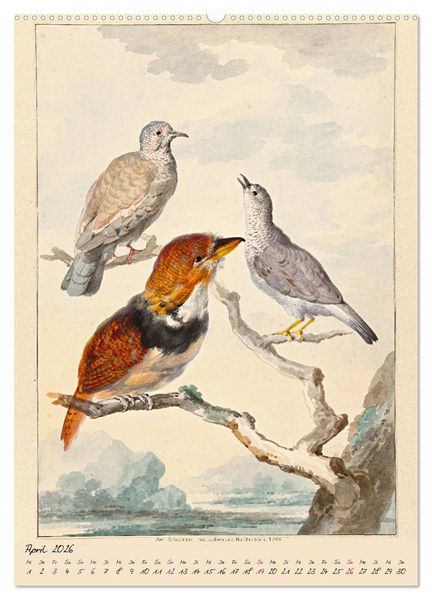 Produktbild: Aert Schouman. V&Ouml;GEL (Wandkalender 2026 DIN A2 hoch), CALVENDO Monatskalender