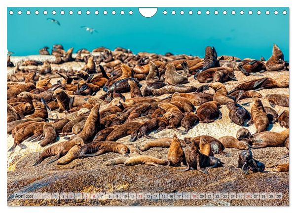 Produktbild: Westkap S&uuml;dafrika (Wandkalender 2026 DIN A4 quer), CALVENDO Monatskalender