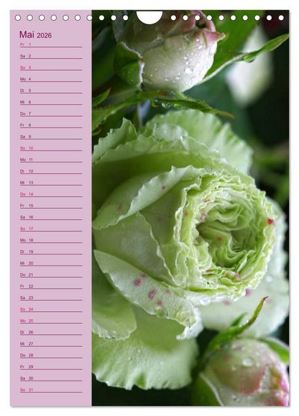 Produktbild: Rosen Symphonie (Wandkalender 2026 DIN A4 hoch), CALVENDO Monatskalender