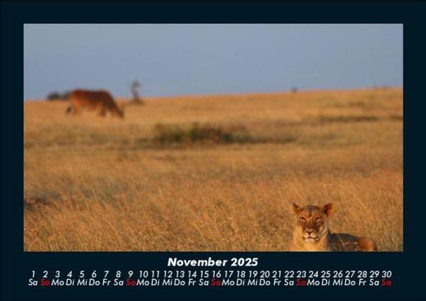 Produktbild: L&ouml;wen in der Wildnis 2025 Fotokalender DIN A5
