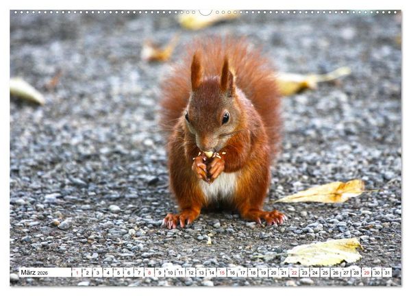 Produktbild: Eichh&ouml;rnchen in freier Natur (hochwertiger Premium Wandkalender 2026 DIN A2 quer), Kunstdruck in Hochglanz