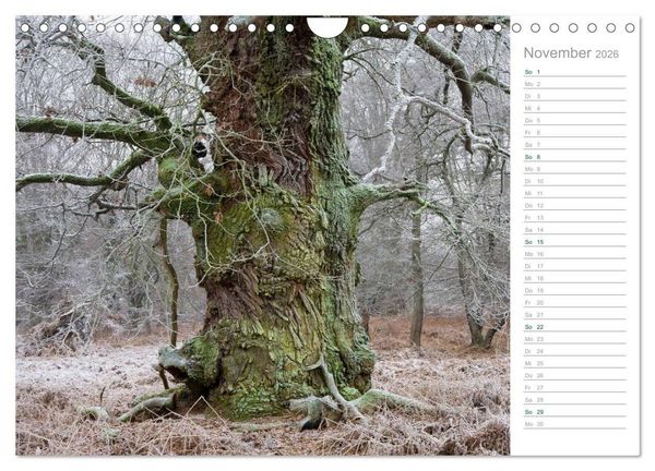 Produktbild: Im Deutschen Wald 2026 - ein Notizkalender (Wandkalender 2026 DIN A4 quer), CALVENDO Monatskalender