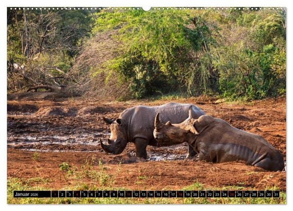 Produktbild: Afrikas Tierwelt: Nash&ouml;rner (Wandkalender 2026 DIN A2 quer), CALVENDO Monatskalender