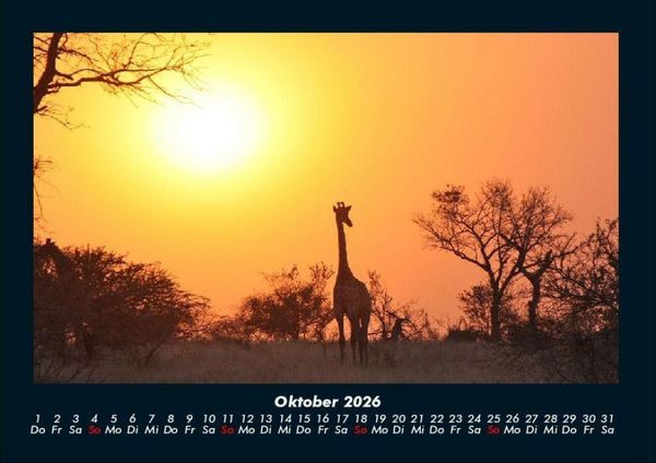 Produktbild: Giraffen 2026 Fotokalender DIN A4