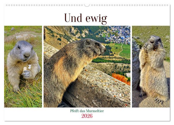 Produktbild: Und ewig pfeift das Murmeltier (Wandkalender 2026 DIN A2 quer), CALVENDO Monatskalender