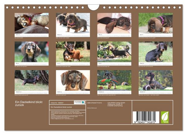 Produktbild: Ein Dackelkind blickt zur&uuml;ck (Wandkalender 2026 DIN A4 quer), CALVENDO Monatskalender