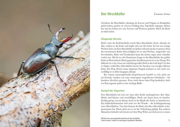 Produktbild: Wunderwelt Totholz