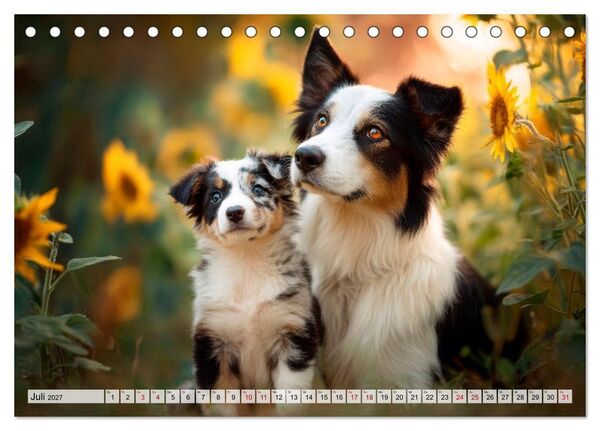 Produktbild: Border Collie - Magische Augenblicke (Tischkalender 2027 DIN A5 quer), CALVENDO Monatskalender