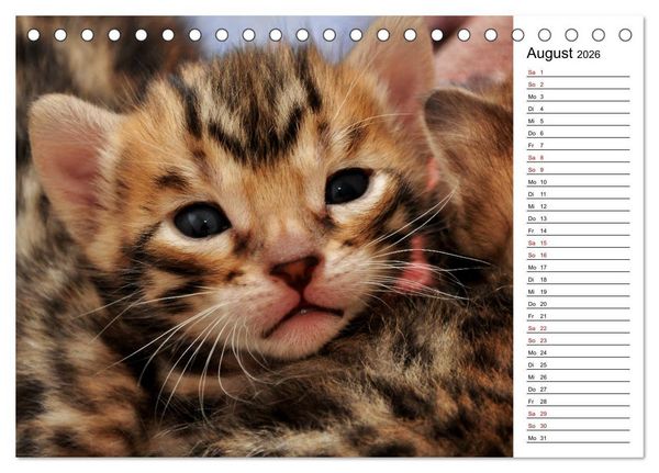 Produktbild: Bengal K&auml;tzchen - Der Geburtstagskalender (Tischkalender 2026 DIN A5 quer), CALVENDO Monatskalender