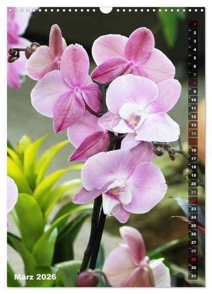 Produktbild: Phalaenopsis - Sch&ouml;ne Schmetterlingsorchideen (Wandkalender 2026 DIN A3 hoch), CALVENDO Monatskalender