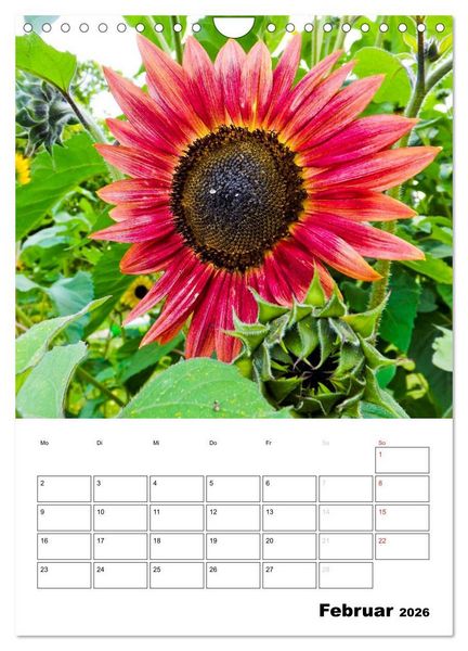 Produktbild: Strahlende Sonnenblumen (Wandkalender 2026 DIN A4 hoch), CALVENDO Monatskalender