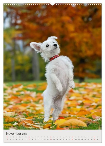 Produktbild: Hundewelpen (hochwertiger Premium Wandkalender 2026 DIN A2 hoch), Kunstdruck in Hochglanz