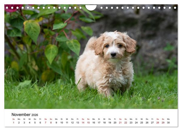 Produktbild: Maltipoo Welpen (Wandkalender 2026 DIN A4 quer), CALVENDO Monatskalender