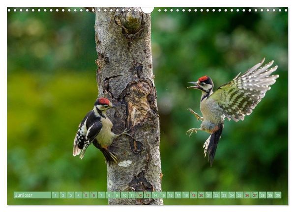 Produktbild: Buntspechte im Flug (Wandkalender 2027 DIN A3 quer), CALVENDO Monatskalender