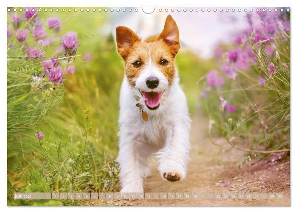 Produktbild: Jack Russell Terrier : vif et joueur (Calendrier mural 2026 DIN A3 vertical), CALVENDO calendrier mensuel