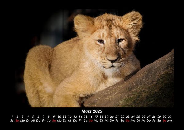 Produktbild: L&ouml;wen in der Wildnis 2025 Fotokalender DIN A3