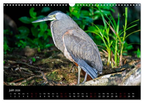 Produktbild: Costa Rica Paradis de la Biodiversit&eacute; (Calendrier mural 2026 DIN A3 vertical), CALVENDO calendrier mensuel