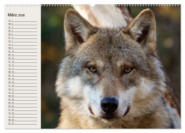 Produktbild: W&ouml;lfe. Verwegene Anmut (hochwertiger Premium Wandkalender 2026 DIN A2 quer), Kunstdruck in Hochglanz