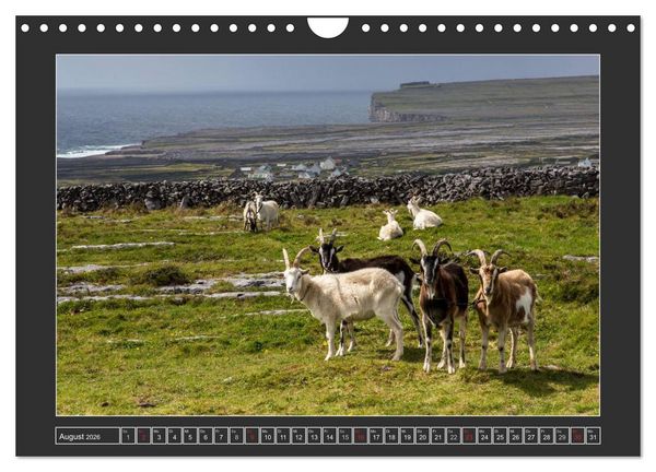 Produktbild: IRLAND - Insel der gl&uuml;cklichen Schafe (Wandkalender 2026 DIN A4 quer), CALVENDO Monatskalender