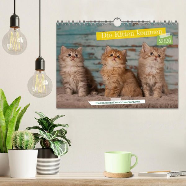 Produktbild: Die Kitten kommen. (Wandkalender 2026 DIN A4 quer), CALVENDO Monatskalender
