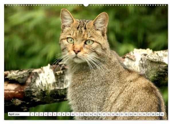 Produktbild: Wildkatzen - Die lautlosen J&auml;ger des Waldes (Wandkalender 2026 DIN A2 quer), CALVENDO Monatskalender