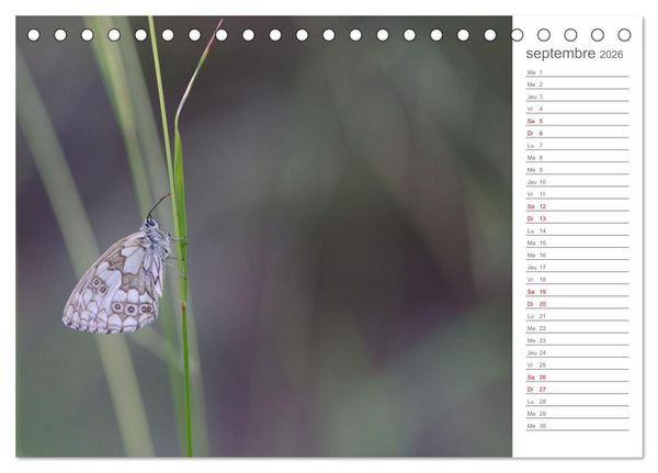 Produktbild: Dans le jardin des papillons (Calendrier de bureau 2026 DIN A5 vertical), CALVENDO calendrier mensuel