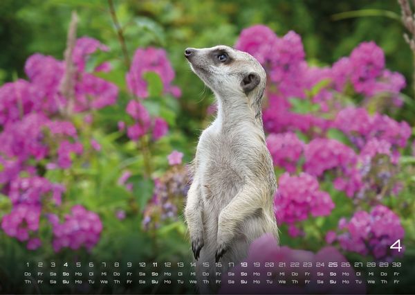 Produktbild: Erdm&auml;nnchen &ndash; Kleine W&auml;chter, gro&szlig;e Abenteuer! - 2027 - Kalender DIN A3