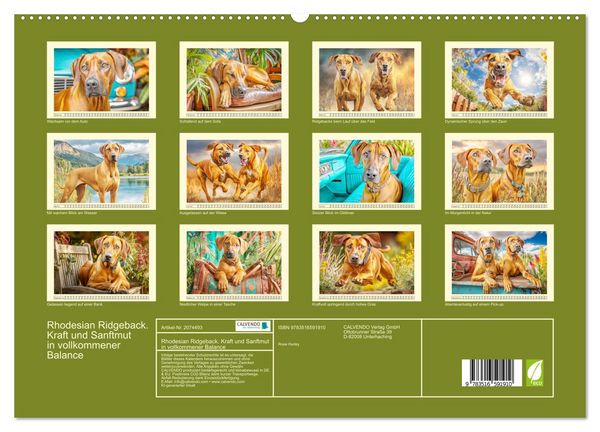 Produktbild: Rhodesian Ridgeback. Kraft und Sanftmut in vollkommener Balance (hochwertiger Premium Wandkalender 2026 DIN A2 quer), Kunstdruck in Hochglanz