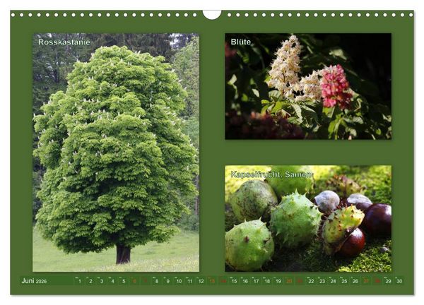 Produktbild: Faszinierende B&auml;ume (Wandkalender 2026 DIN A3 quer), CALVENDO Monatskalender