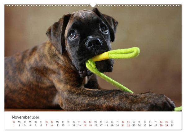 Produktbild: Welpenblicke (hochwertiger Premium Wandkalender 2026 DIN A2 quer), Kunstdruck in Hochglanz