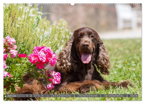 Produktbild: English Cocker Spaniels - Ein Spaziergang im Park (hochwertiger Premium Wandkalender 2026 DIN A2 quer), Kunstdruck in Hochglanz