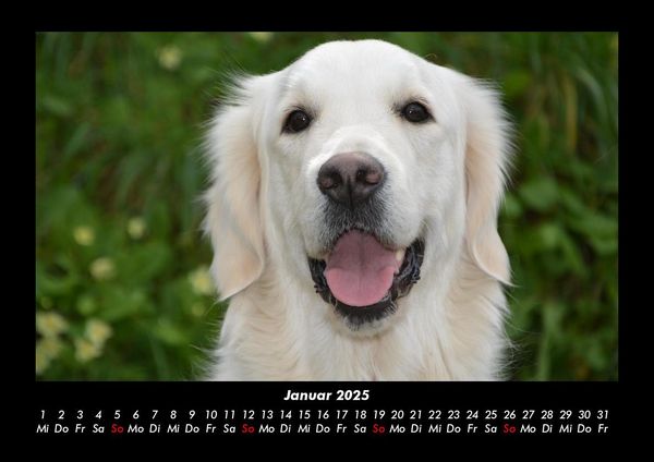 Produktbild: Hundezauber 2025 Fotokalender DIN A3