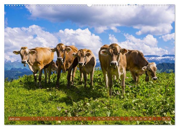Produktbild: Allg&auml;uer Sch&ouml;nheiten Allg&auml;u - Land der K&uuml;he (Wandkalender 2026 DIN A2 quer), CALVENDO Monatskalender