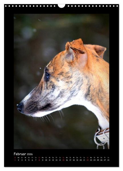 Produktbild: Ein Whippet wird erwachsen (Wandkalender 2026 DIN A3 hoch), CALVENDO Monatskalender