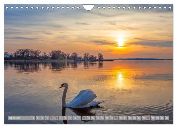 Produktbild: Der Schwanentanz (Wandkalender 2026 DIN A4 quer), CALVENDO Monatskalender