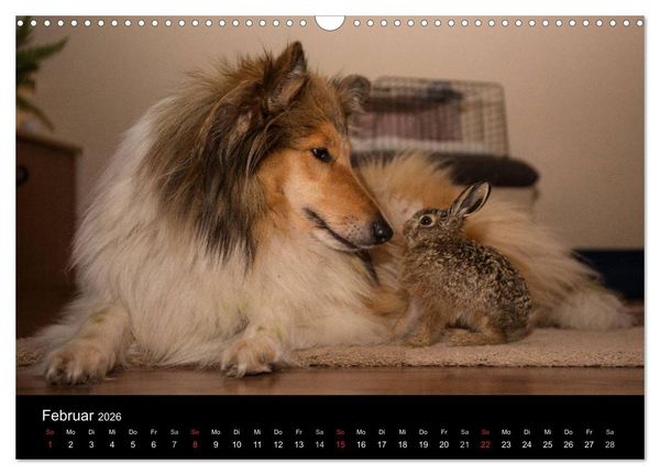 Produktbild: Ziva und ihre Freunde (Wandkalender 2026 DIN A3 quer), CALVENDO Monatskalender