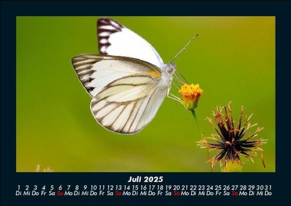 Produktbild: Bunte Pracht der Schmetterlinge 2025 Fotokalender DIN A5