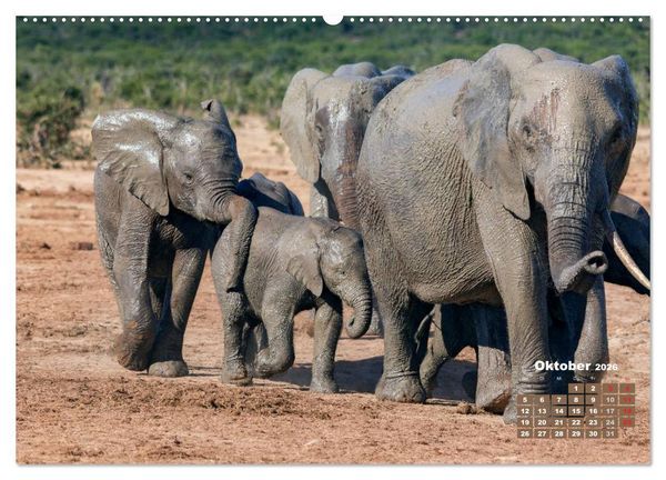 Produktbild: Afrikas Tierwelt: Elefantenbabys (Wandkalender 2026 DIN A2 quer), CALVENDO Monatskalender