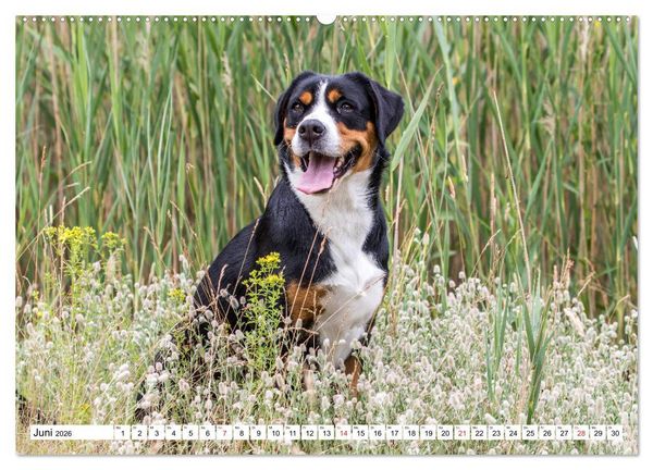 Produktbild: Gro&szlig;er Schweizer Sennenhund (Wandkalender 2026 DIN A2 quer), CALVENDO Monatskalender
