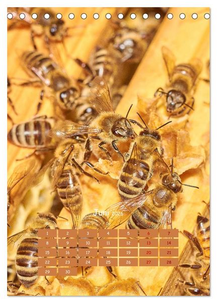 Produktbild: Gesch&auml;ftig wie im Bienenstock (Tischkalender 2026 DIN A5 hoch), CALVENDO Monatskalender