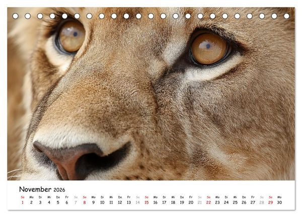 Produktbild: L&ouml;wen - Majest&auml;t der Wildnis (Tischkalender 2026 DIN A5 quer), CALVENDO Monatskalender