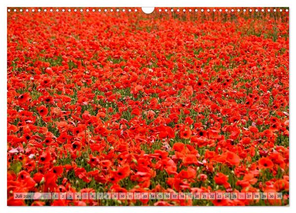 Produktbild: Voll Mohn (Wandkalender 2026 DIN A3 quer), CALVENDO Monatskalender