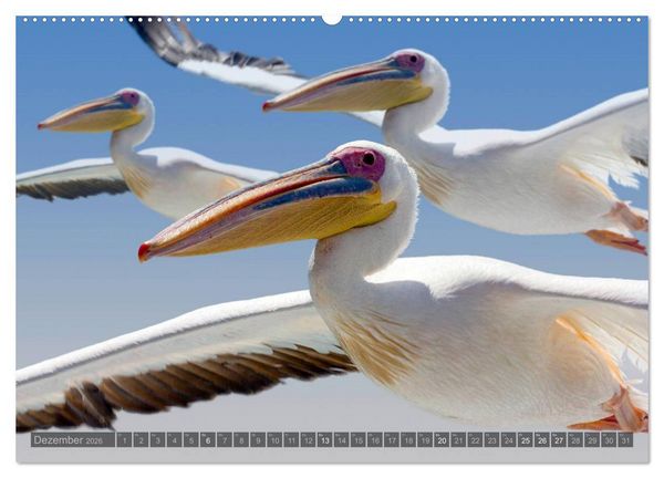 Produktbild: Namibia - Die Tierwelt (Wandkalender 2026 DIN A2 quer), CALVENDO Monatskalender