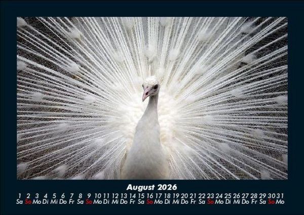 Produktbild: V&ouml;gel 2026 Fotokalender DIN A5