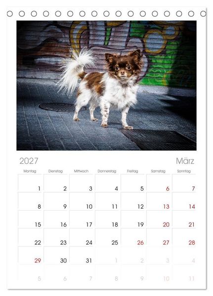 Produktbild: Tischplaner 2027 - Chihuahuas - Cool and Cute (A5 Tischkalender zum Aufstellen) CALVENDO