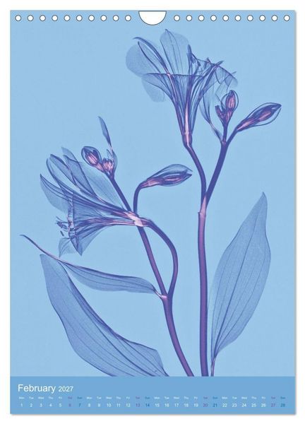 Produktbild: Blossoms between light and colour (Wall Calendar 2027 DIN A4 portrait), CALVENDO 12 Month Wall Calendar