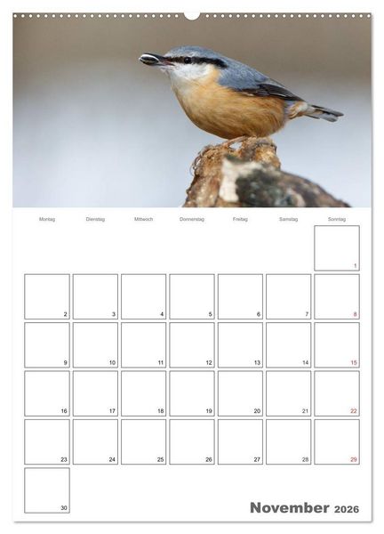 Produktbild: V&ouml;gel im heimischen Garten (hochwertiger Premium Wandkalender 2026 DIN A2 hoch), Kunstdruck in Hochglanz