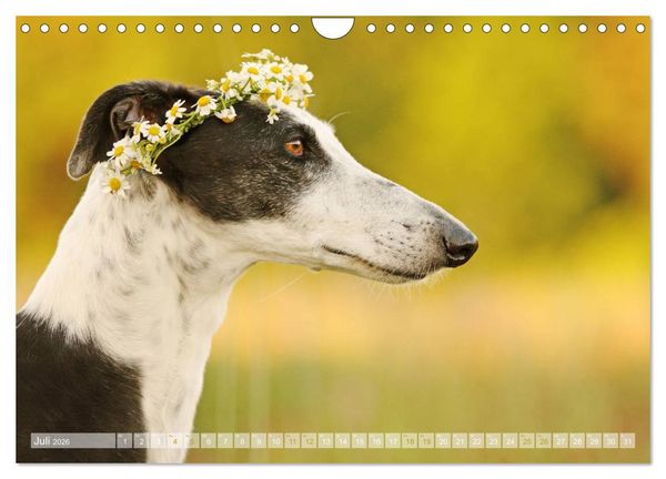 Produktbild: Zauberhafte Windhunde (Wandkalender 2026 DIN A4 quer), CALVENDO Monatskalender
