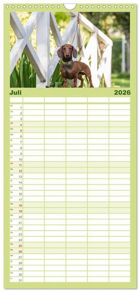 Produktbild: Familienplaner 2026 - DACKEL DACHSHUND TECKEL 2026 mit 5 Spalten (Wandkalender, 21 x 45 cm) CALVENDO